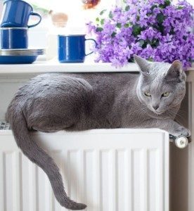 Cat sitting on adflekÕs innovative radiator reflector.