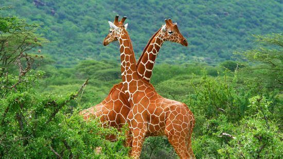 contest-giraffe