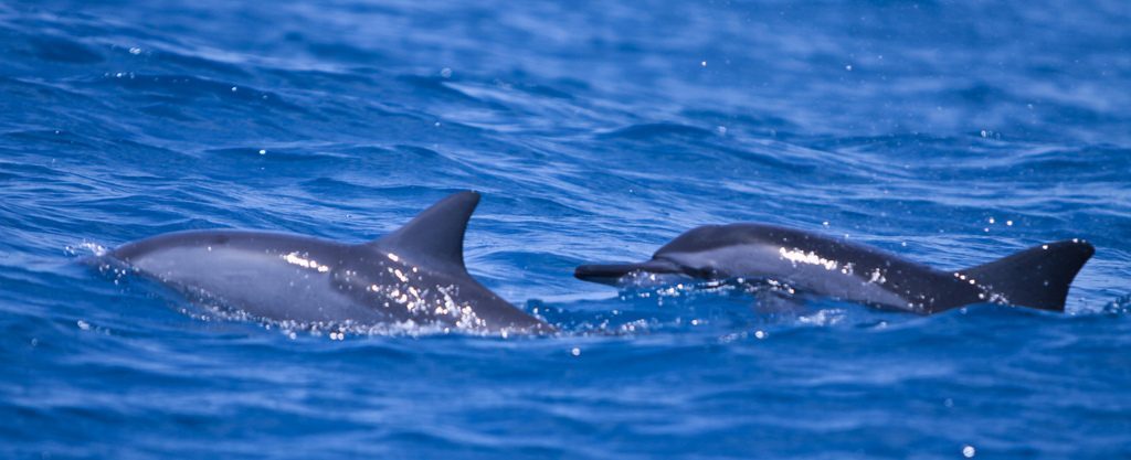 polinesia-delfini