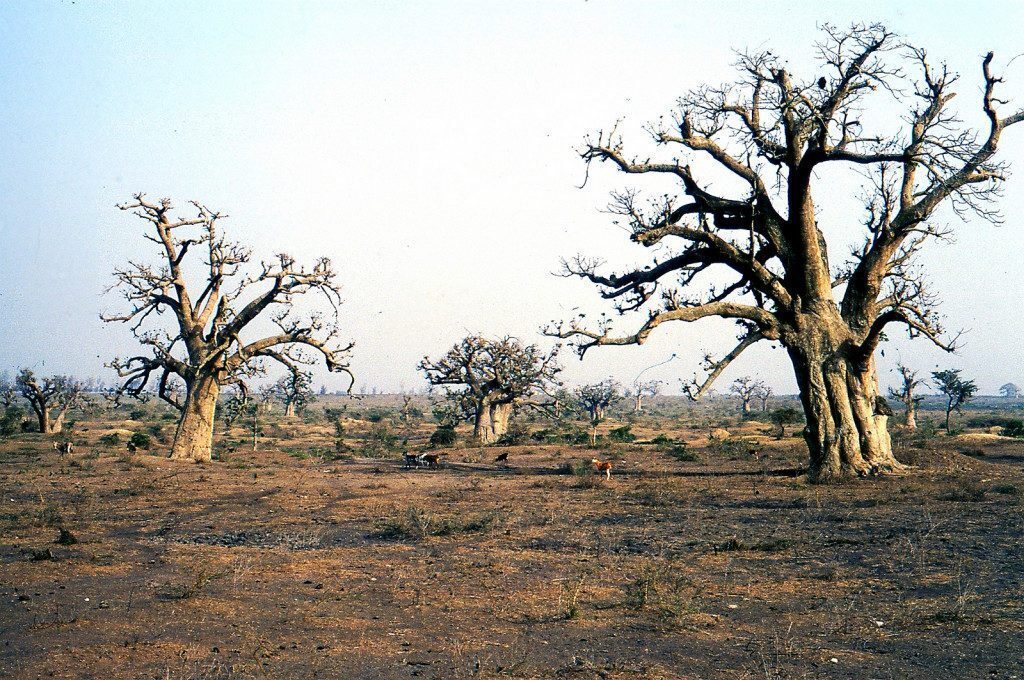 senegal-baobab