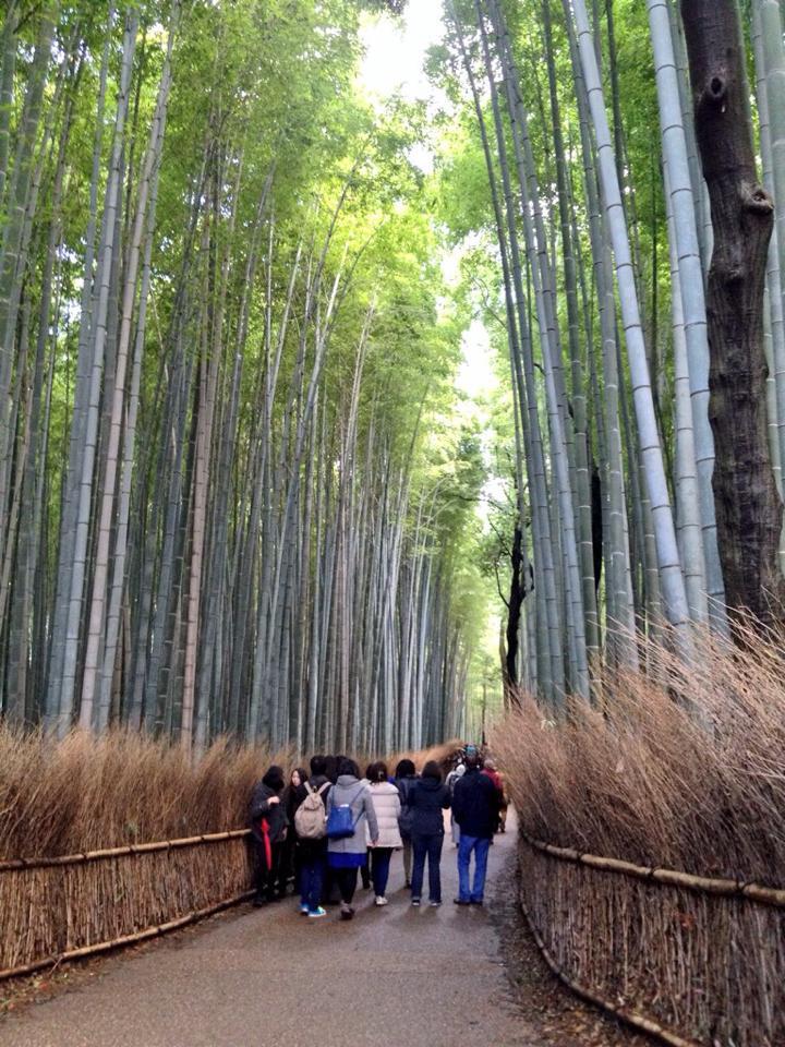 kyoto-bosco-bambù