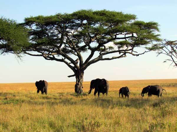 tanzania-safari