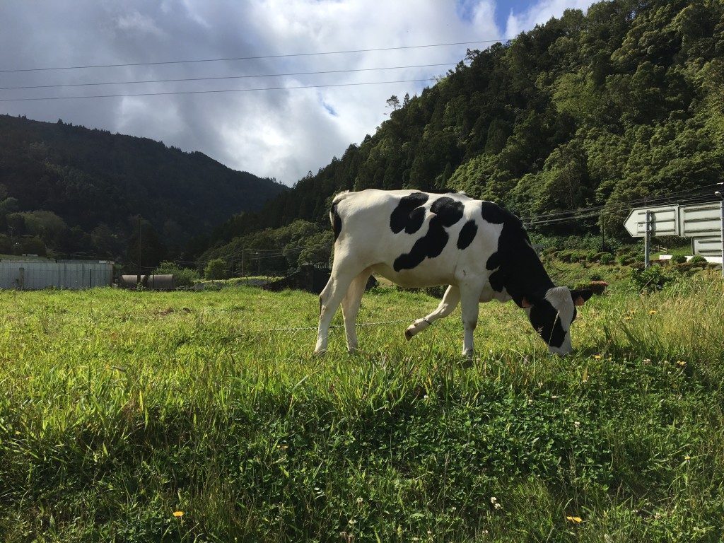 Azzorre-mucche