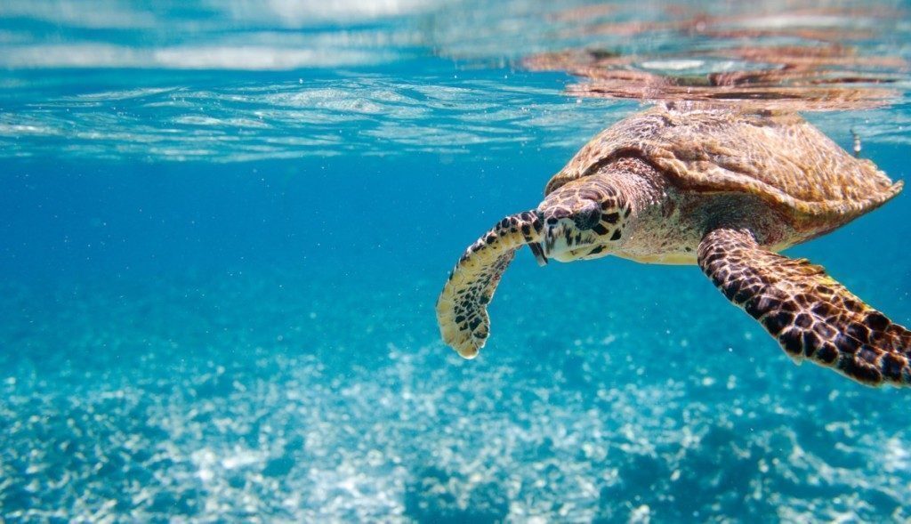 seychelles-tartaruga