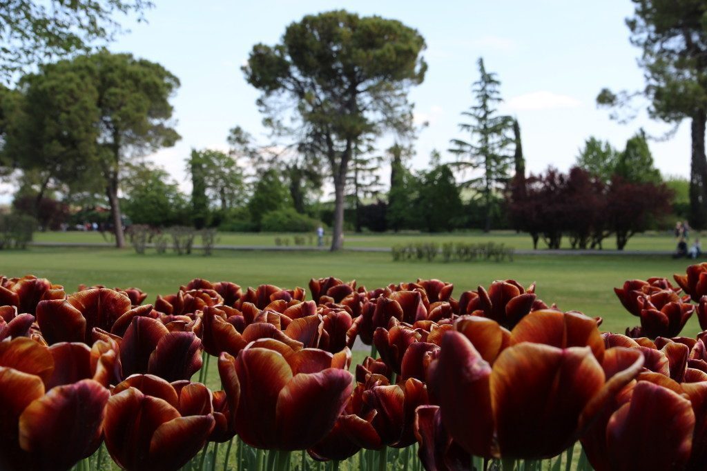 Parco Giardino Sigurtà - Tulipani