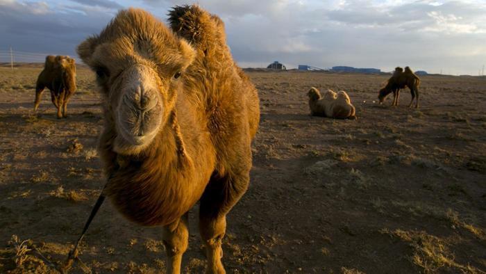 mongolia-gobi-deserto