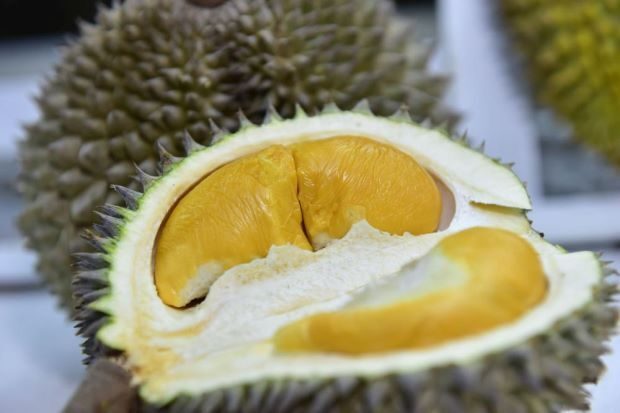 singapore-durian