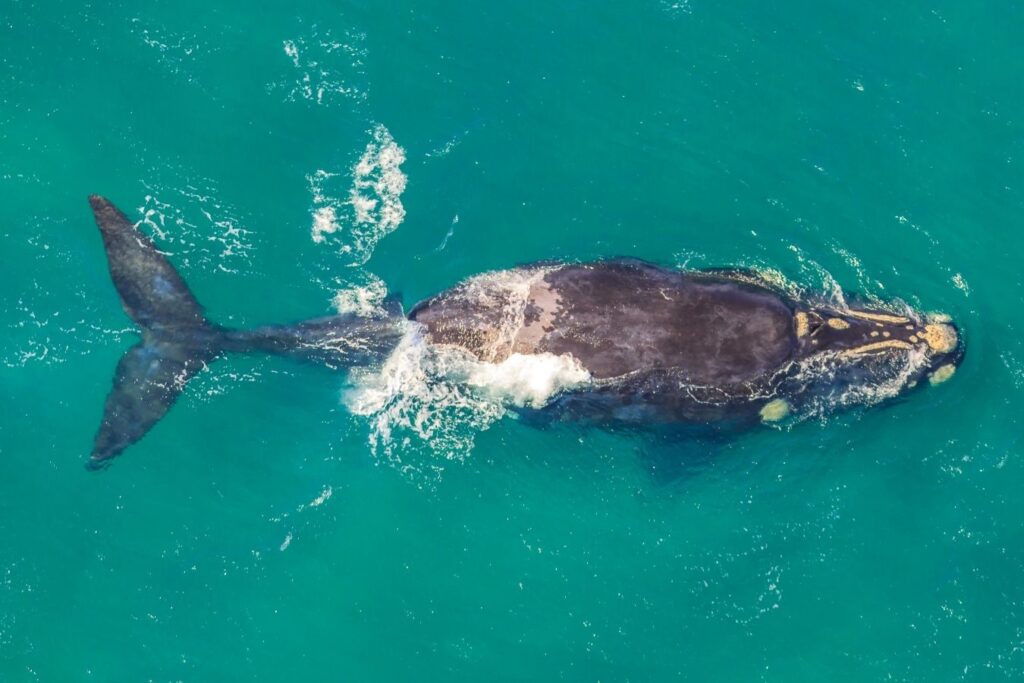 dove vedere le balene, sud africa