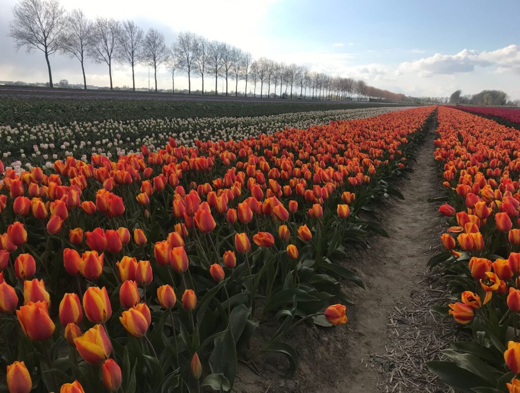 Le più belle fioriture di tulipani nel Mondo