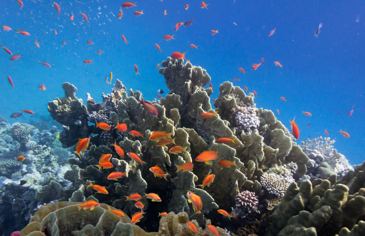 Barriera corallina del Mar Rosso